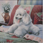 (image for) White Poodle